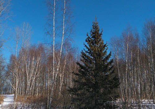 ST&BF at the Christopher Farm & Gardens (February) - Survivors on Snowshoes!!